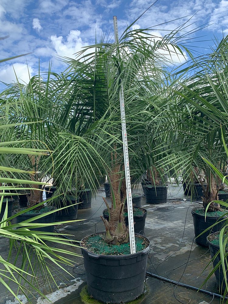 butiagrus-nabonnandii-x-mule-palm