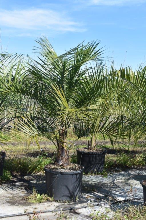 butiagrus-nabonnandii-x-mule-palm