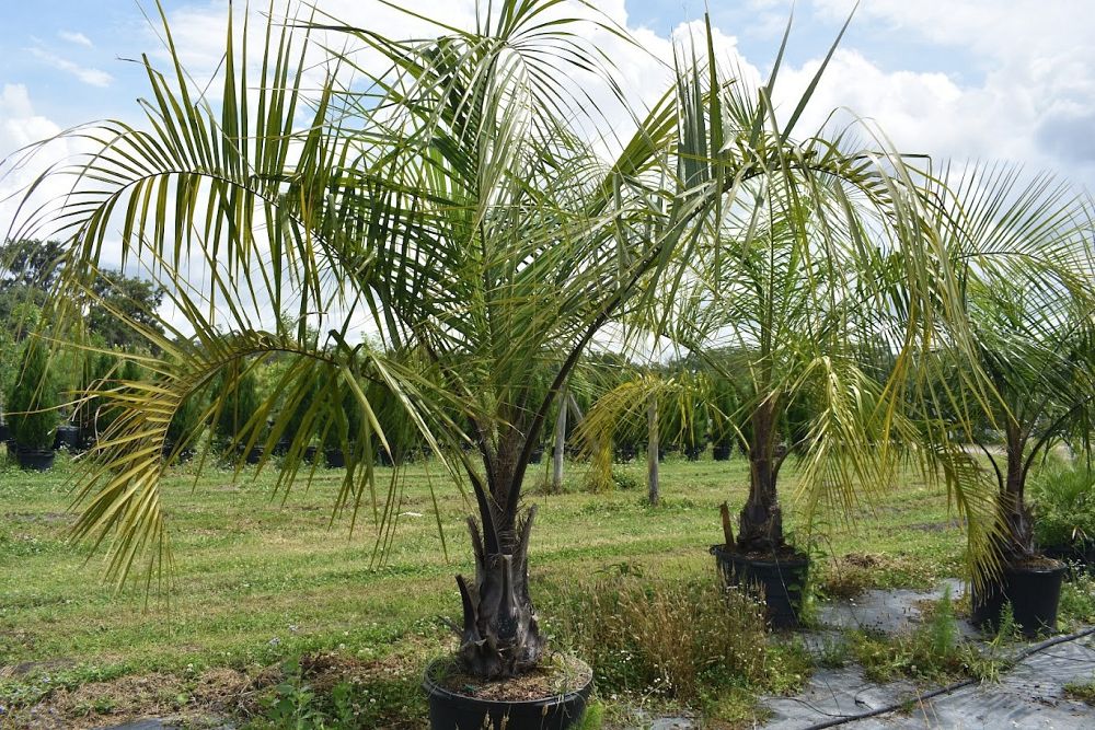 butiagrus-nabonnandii-x-mule-palm