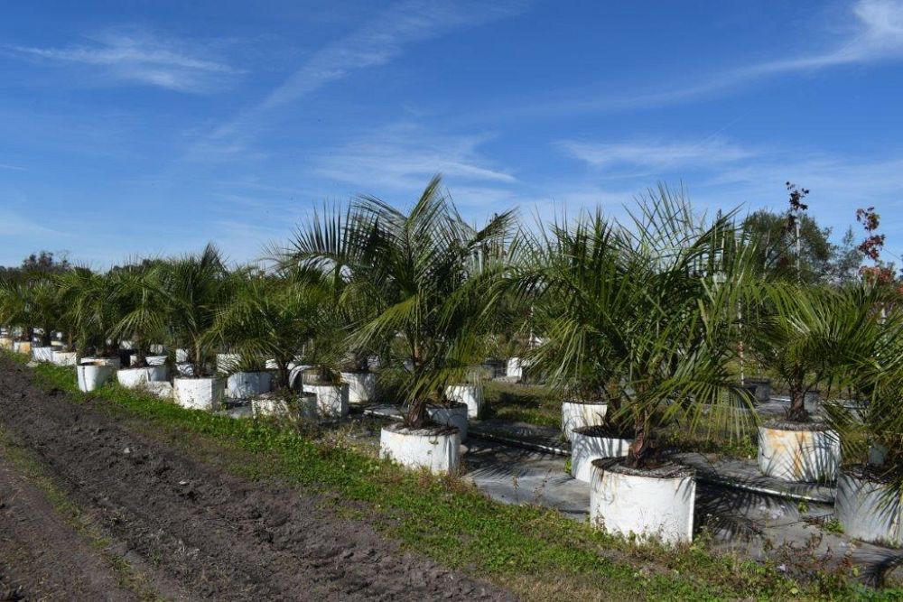butiagrus-nabonnandii-x-mule-palm
