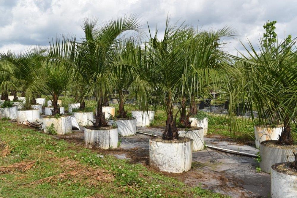 butiagrus-nabonnandii-x-mule-palm
