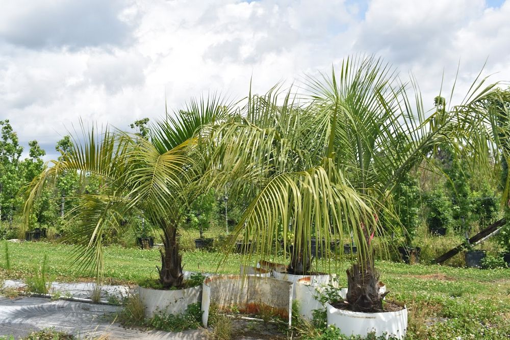 butiagrus-nabonnandii-x-mule-palm