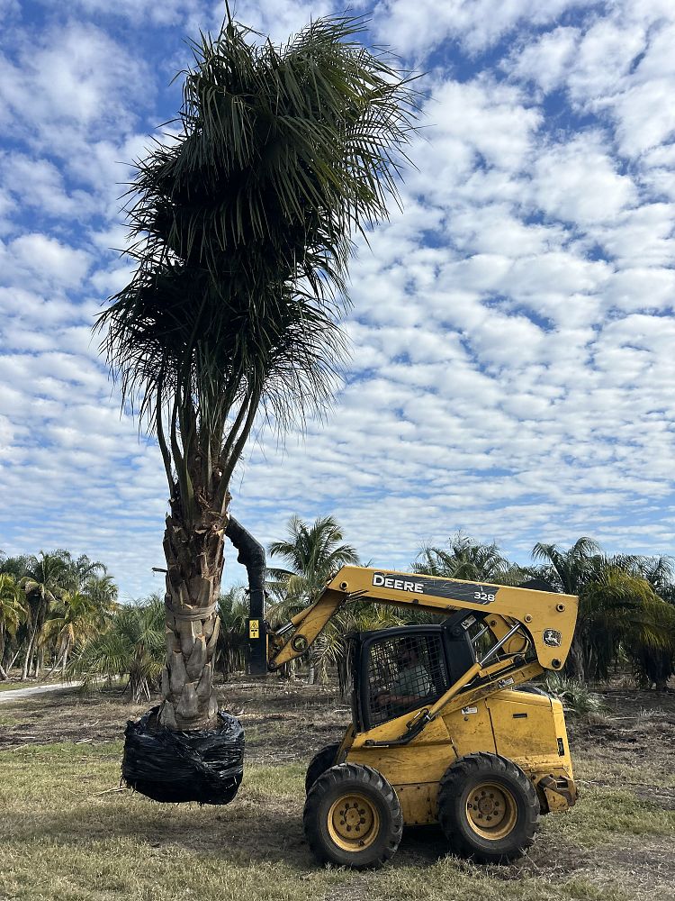 butiagrus-nabonnandii-x-mule-palm