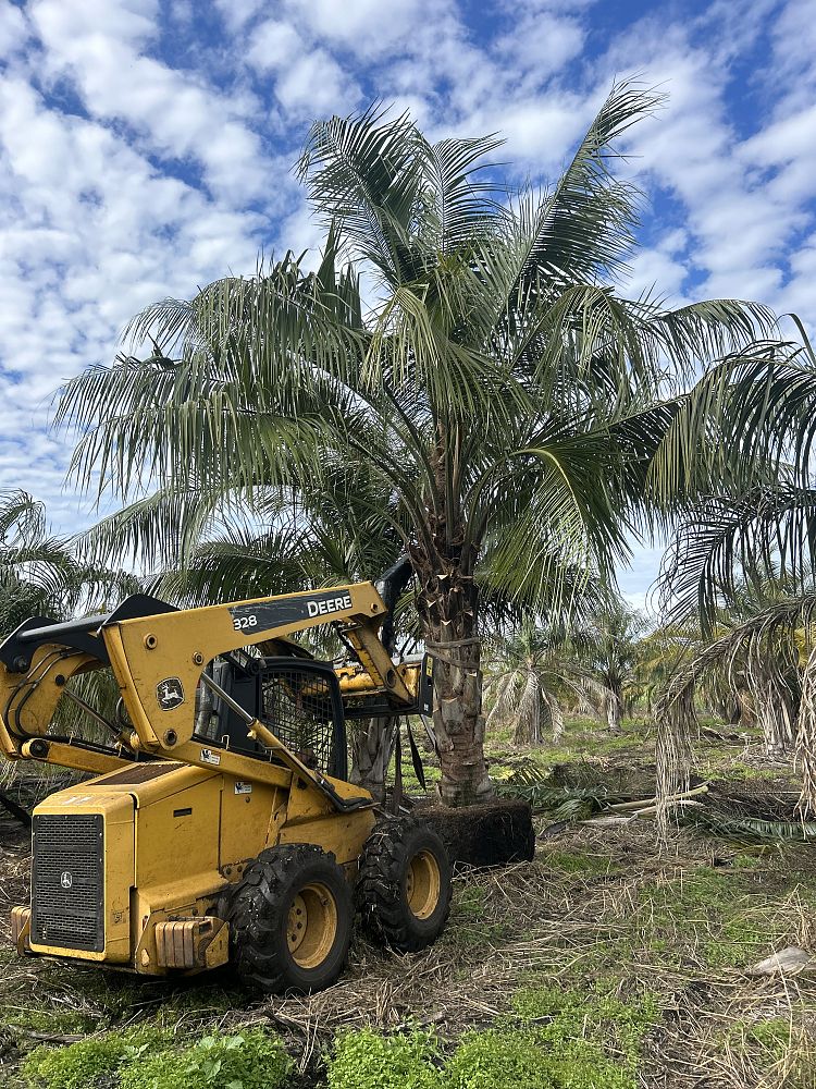 butiagrus-nabonnandii-x-mule-palm