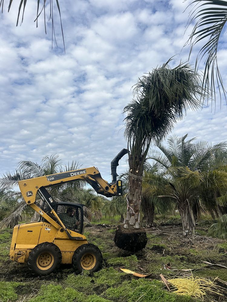 butiagrus-nabonnandii-x-mule-palm