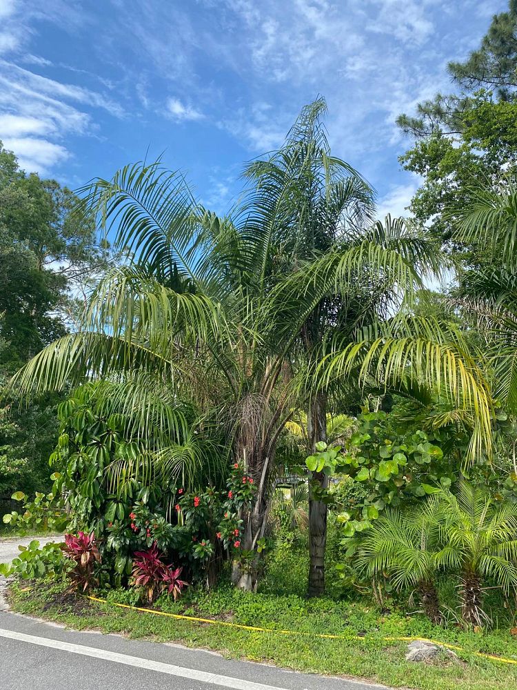 butiagrus-nabonnandii-x-mule-palm