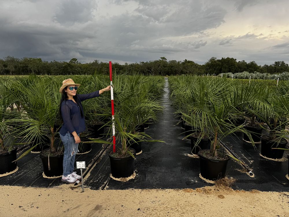butiagrus-nabonnandii-x-mule-palm