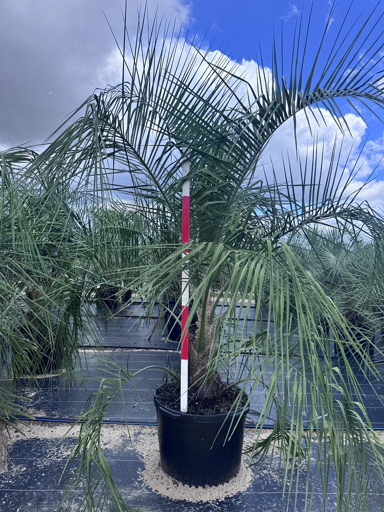 butiagrus-nabonnandii-x-mule-palm