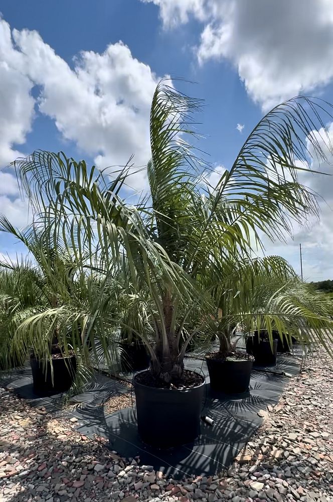 butiagrus-nabonnandii-x-mule-palm