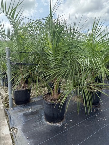 butiagrus-nabonnandii-x-mule-palm