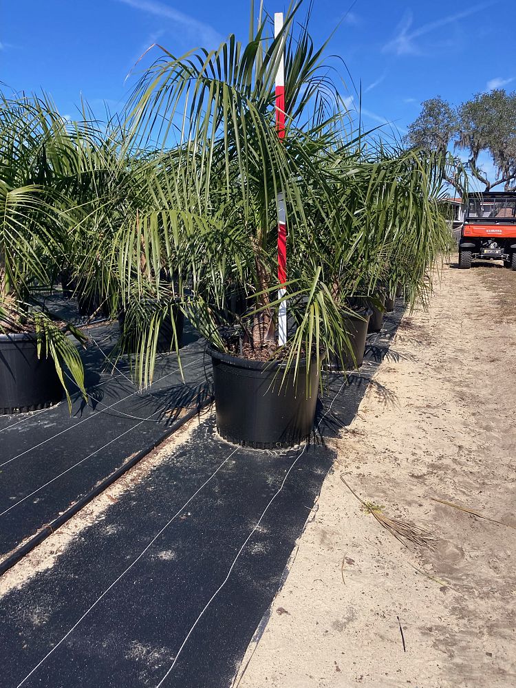butiagrus-nabonnandii-x-mule-palm