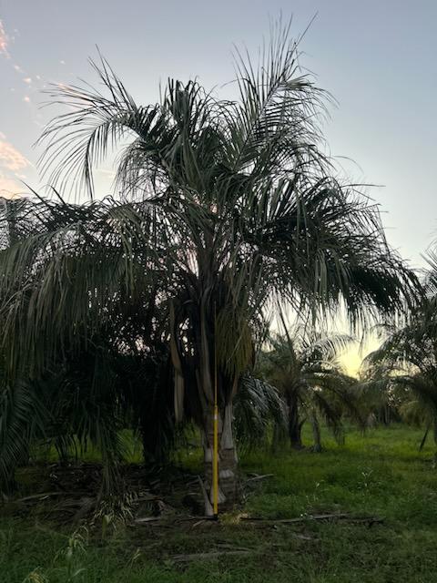 butiagrus-nabonnandii-x-mule-palm