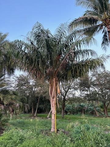 butiagrus-nabonnandii-x-mule-palm