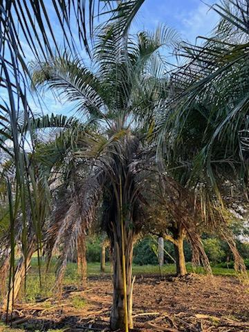 butiagrus-nabonnandii-x-mule-palm
