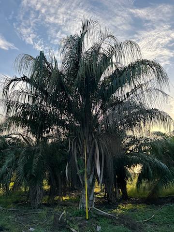 butiagrus-nabonnandii-x-mule-palm