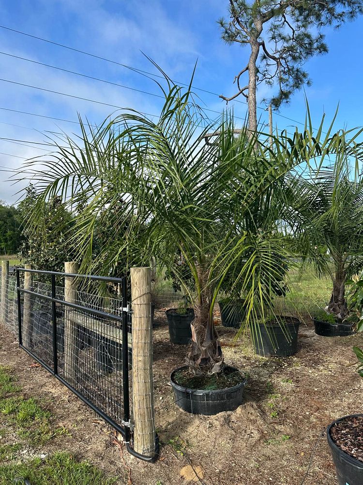 butiagrus-nabonnandii-x-mule-palm