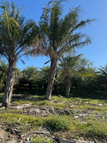 butiagrus-nabonnandii-x-mule-palm