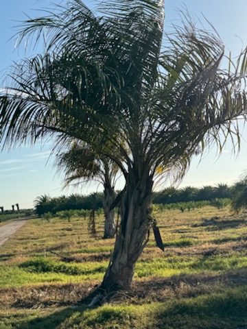 butiagrus-nabonnandii-x-mule-palm