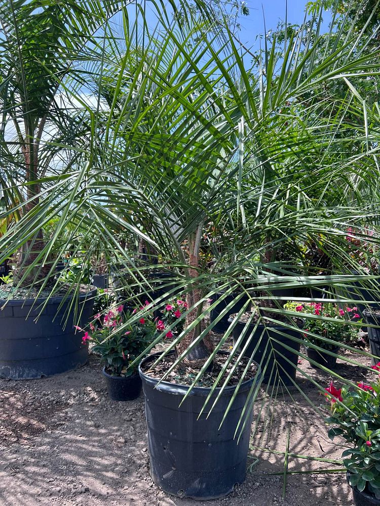 butiagrus-nabonnandii-x-mule-palm