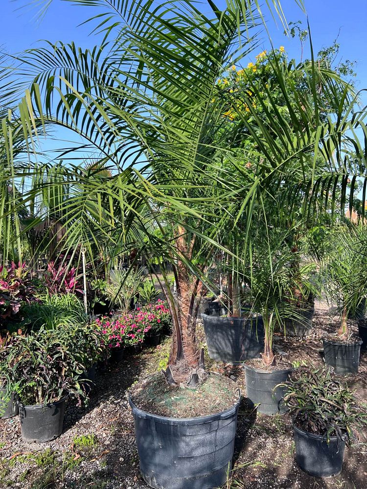 butiagrus-nabonnandii-x-mule-palm