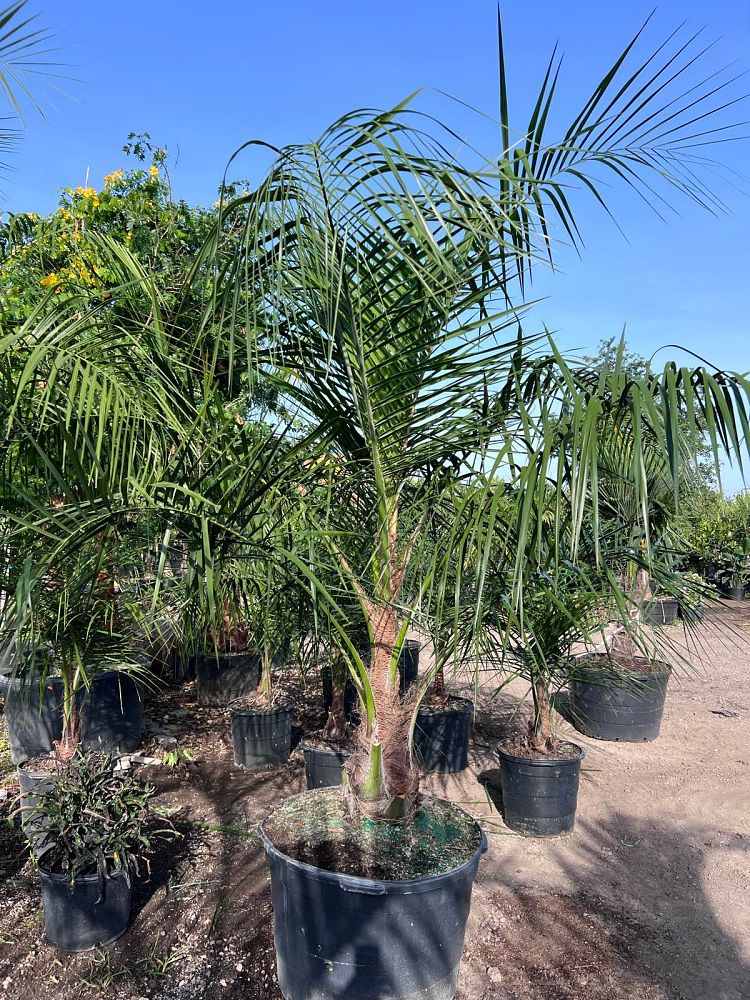 butiagrus-nabonnandii-x-mule-palm