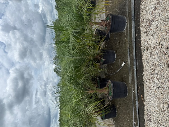 butiagrus-nabonnandii-x-mule-palm