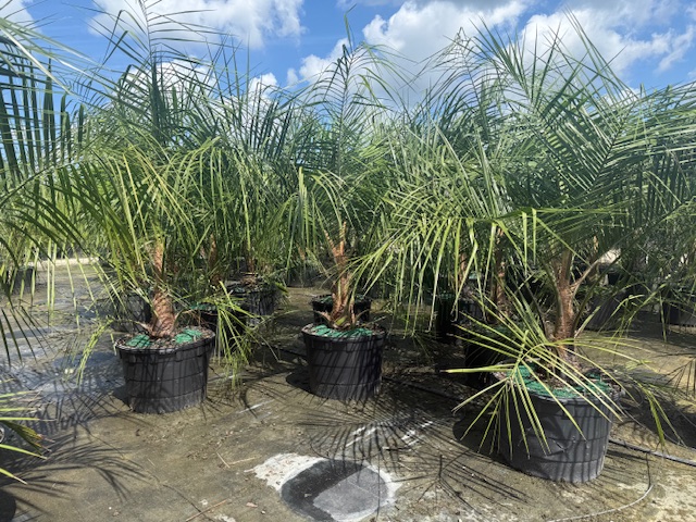 butiagrus-nabonnandii-x-mule-palm