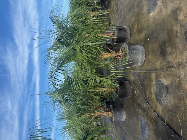 butiagrus-nabonnandii-x-mule-palm