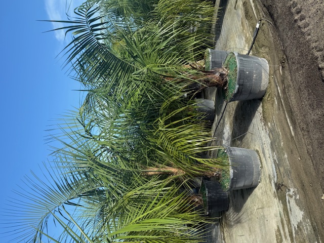 butiagrus-nabonnandii-x-mule-palm