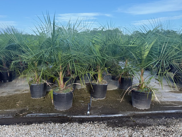 butiagrus-nabonnandii-x-mule-palm