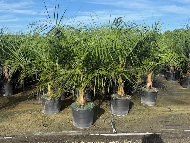 butiagrus-nabonnandii-x-mule-palm