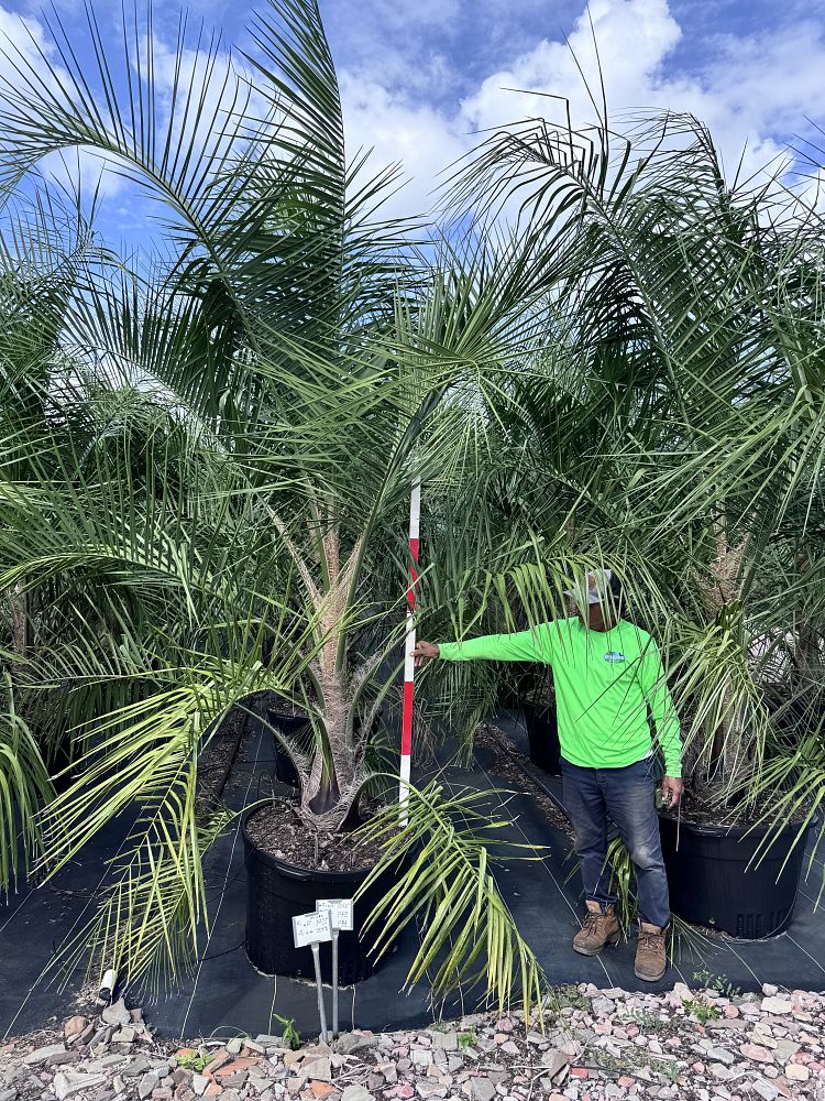 butiagrus-nabonnandii-x-mule-palm