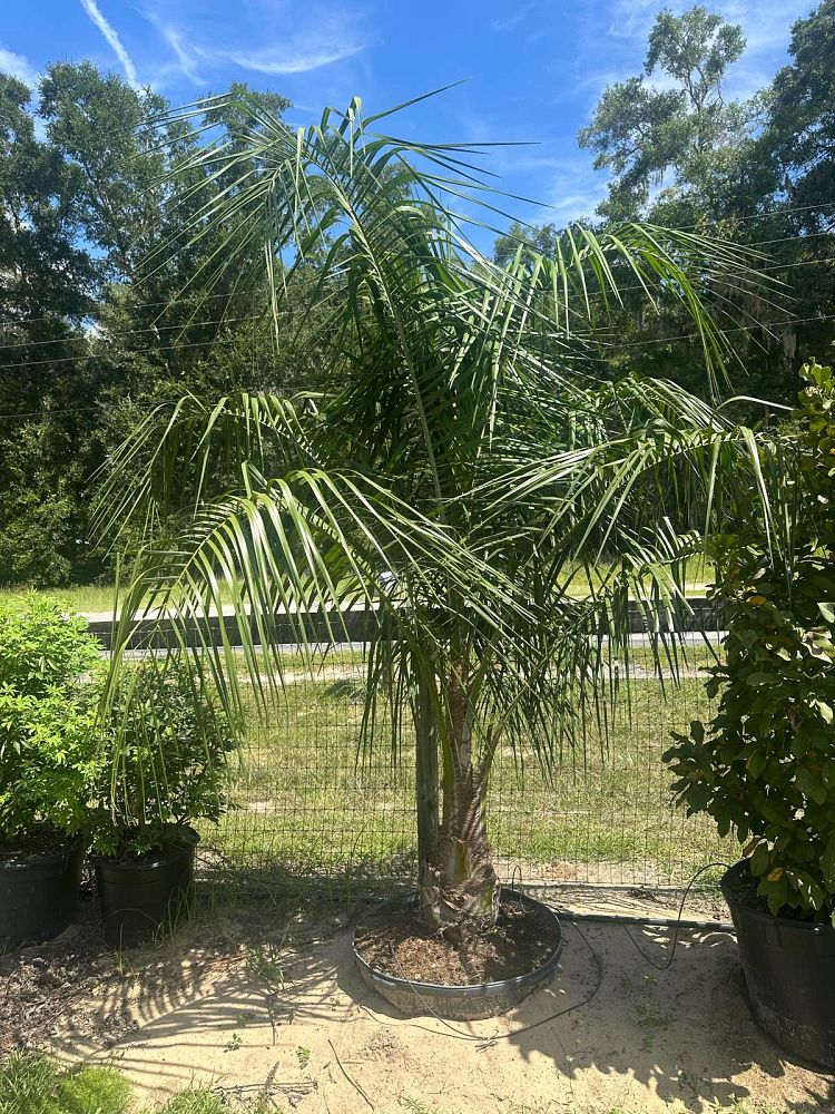 butiagrus-nabonnandii-x-mule-palm