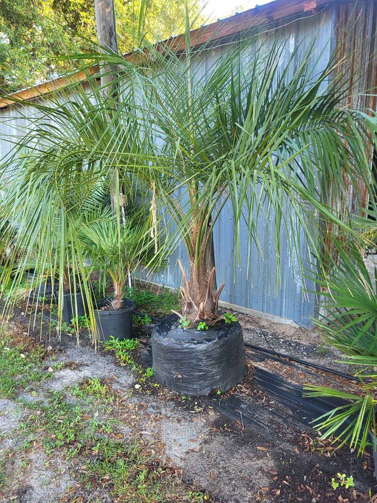 butiagrus-nabonnandii-x-mule-palm