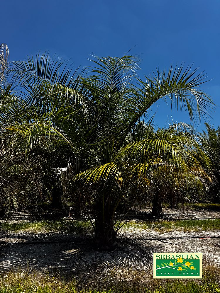 butiagrus-nabonnandii-x-mule-palm