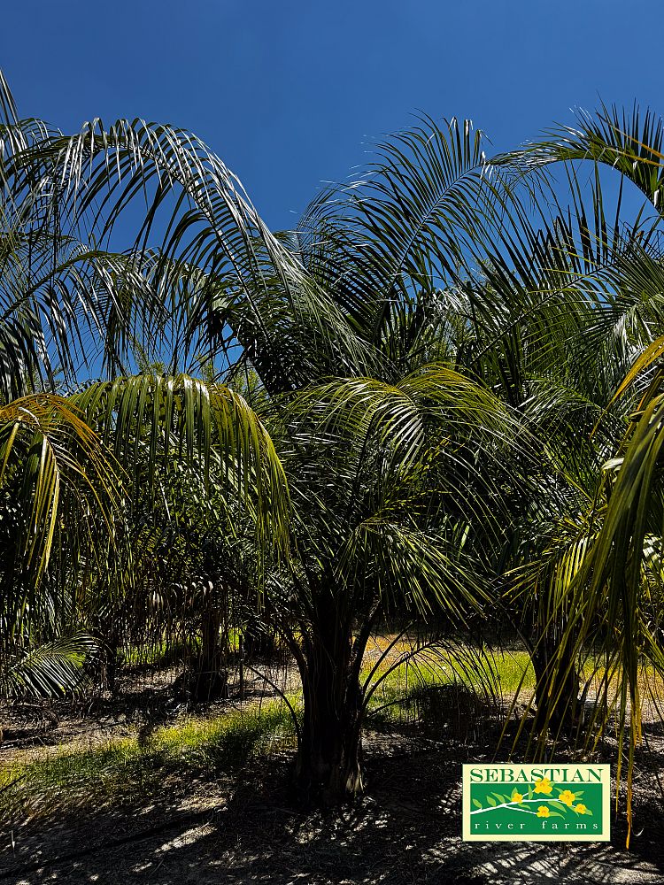 butiagrus-nabonnandii-x-mule-palm