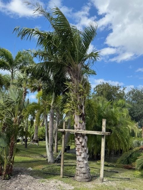 butiagrus-nabonnandii-x-mule-palm