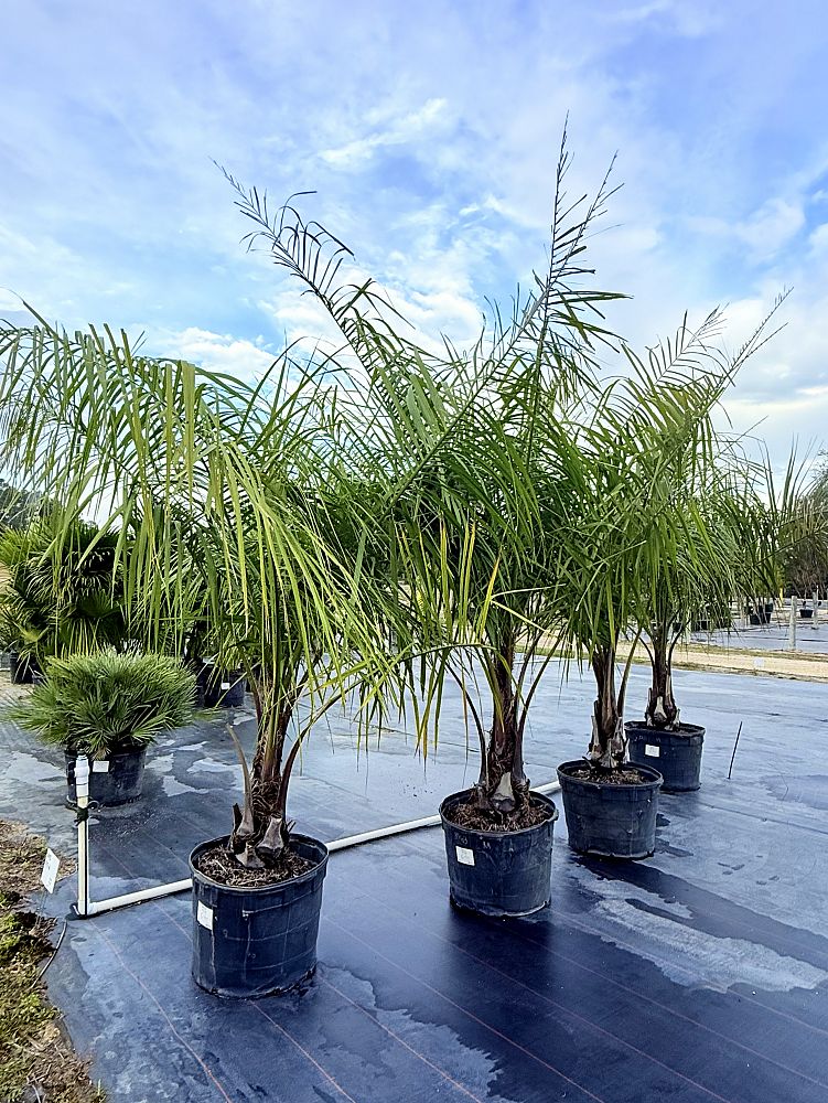 butiagrus-nabonnandii-x-mule-palm