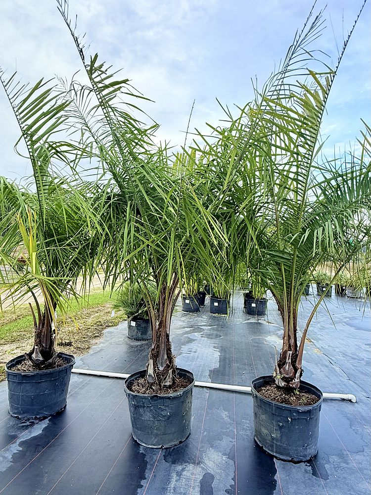 butiagrus-nabonnandii-x-mule-palm
