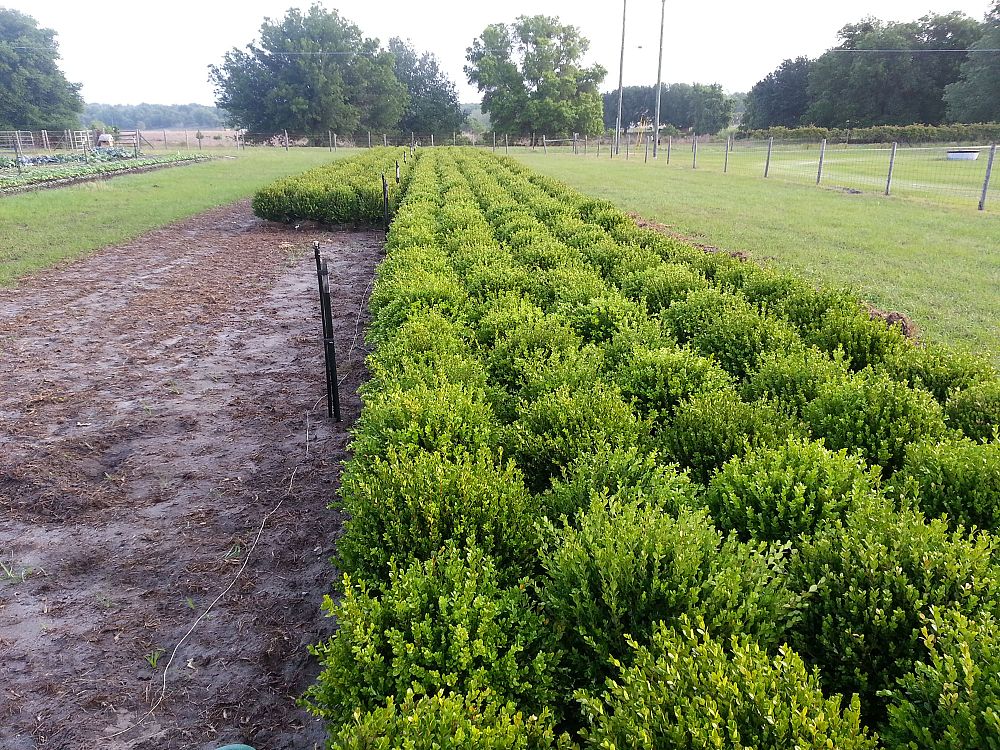 buxus-boxwood