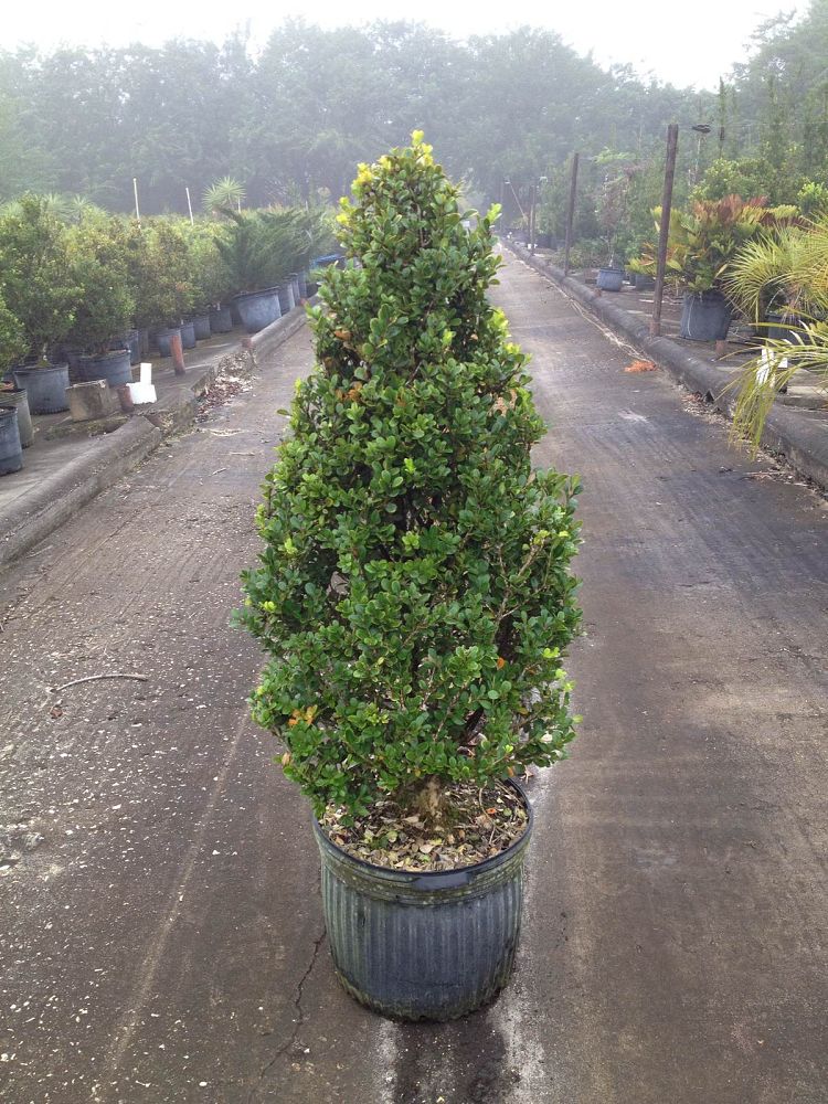 buxus-boxwood
