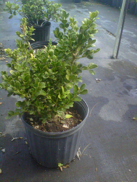 buxus-boxwood