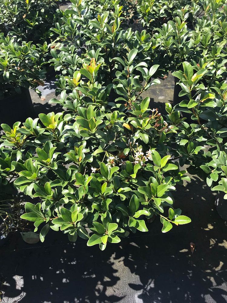 buxus-boxwood