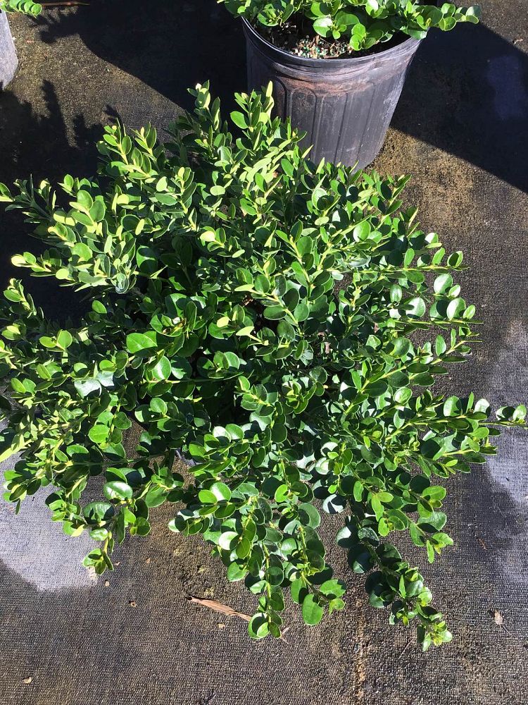 buxus-boxwood