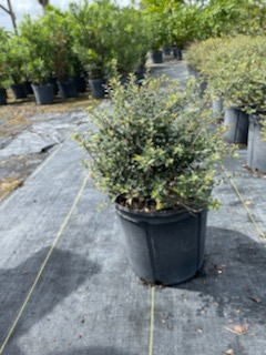 buxus-chicagoland-green-glencoe-boxwood