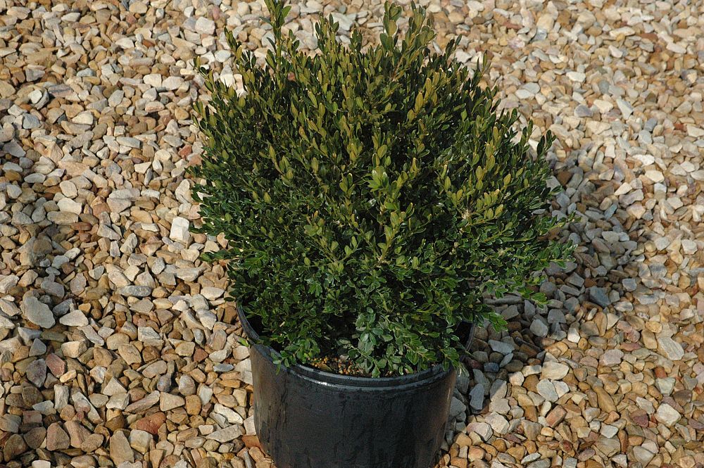 buxus-green-gem-boxwood