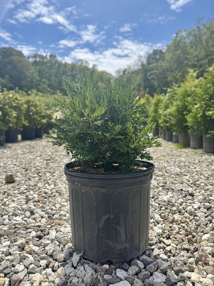 buxus-green-gem-boxwood