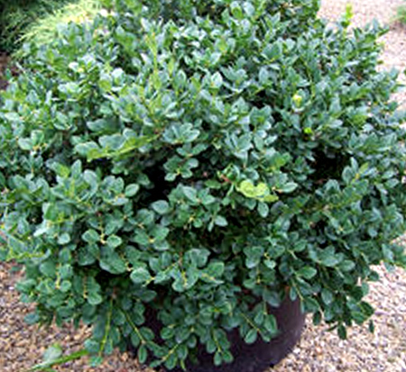 buxus-hybrid-conrowe-gordo-trade-boxwood