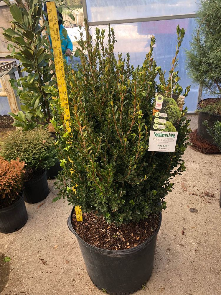 buxus-macrophylla-asiaticum-greggem-boxwood-baby-gem