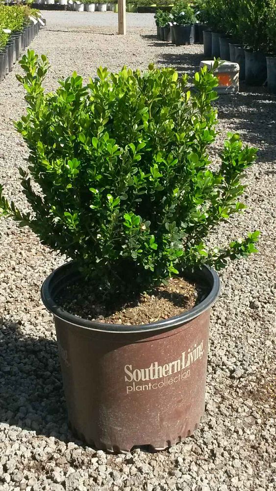 buxus-macrophylla-asiaticum-greggem-boxwood-baby-gem
